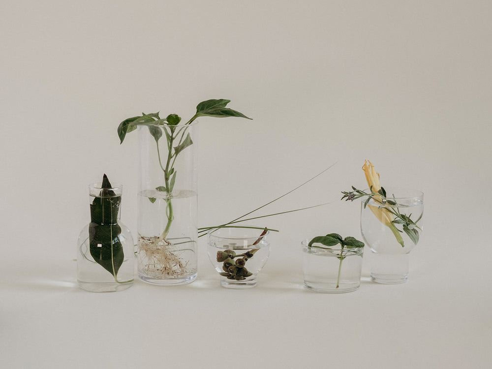 Herbal Must-Haves <br> for Hitting The Road