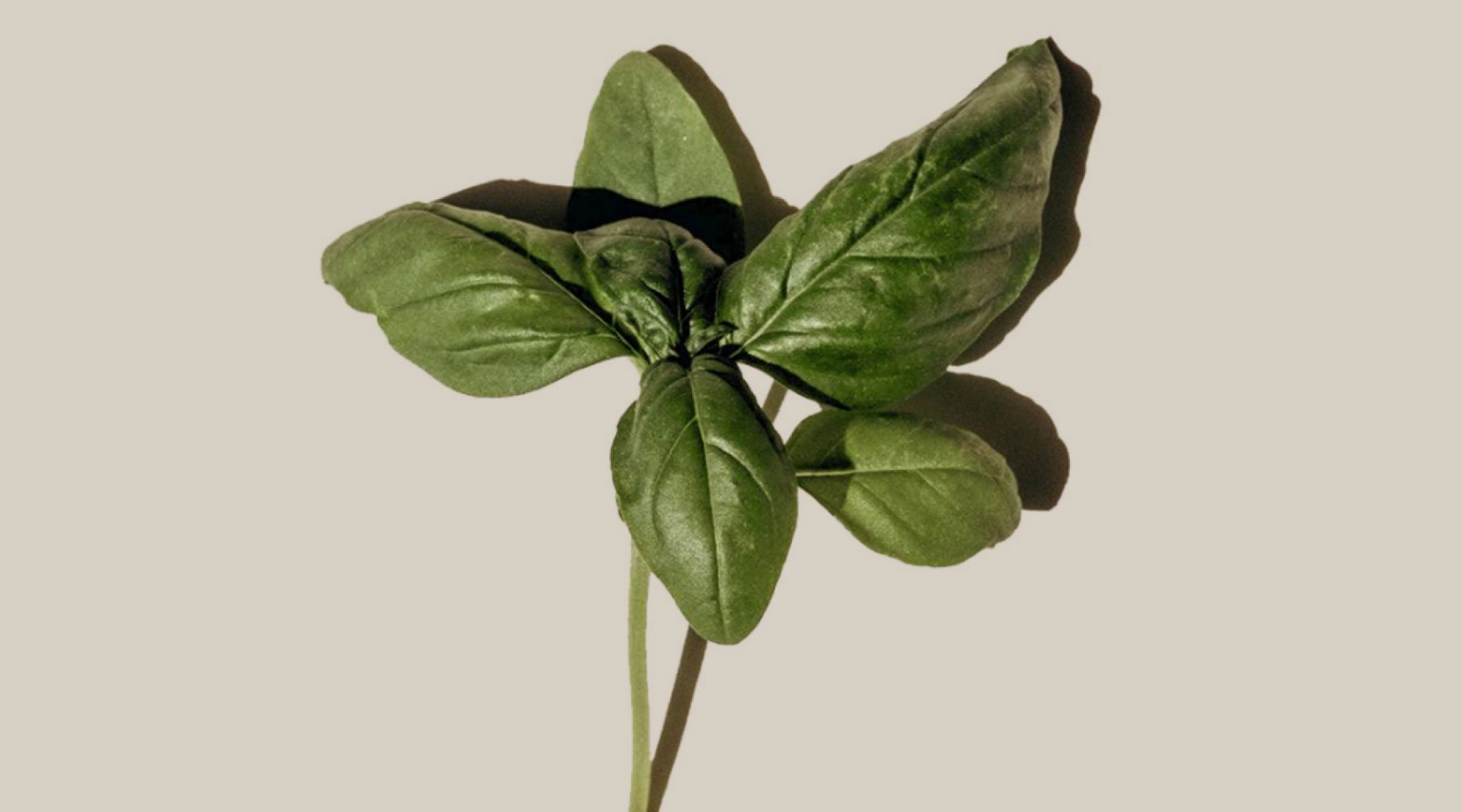 How To Use Basil For Hair Growth Act Acre